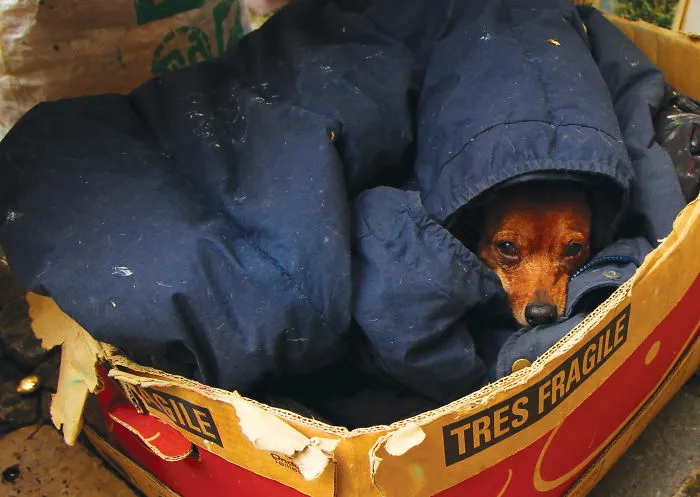 30 Amusing Dog Pics Captured By A Street Photographer Who Is A Pro At Spotting Perfectly Timed Moments