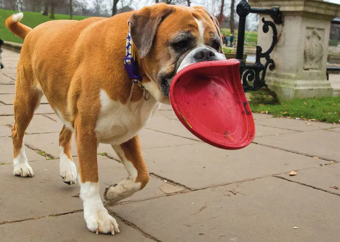 30 Amusing Dog Pics Captured By A Street Photographer Who Is A Pro At Spotting Perfectly Timed Moments