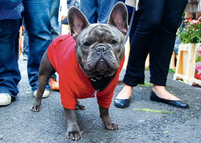 30 Amusing Dog Pics Captured By A Street Photographer Who Is A Pro At Spotting Perfectly Timed Moments