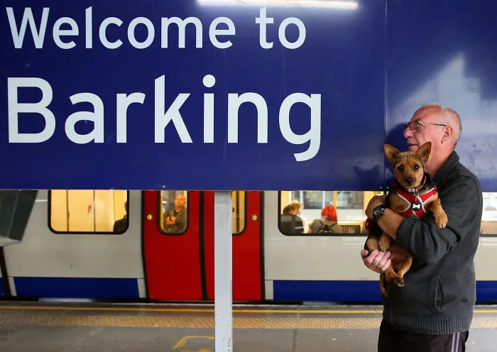30 Amusing Dog Pics Captured By A Street Photographer Who Is A Pro At Spotting Perfectly Timed Moments