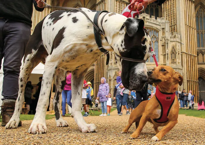 30 Amusing Dog Pics Captured By A Street Photographer Who Is A Pro At Spotting Perfectly Timed Moments