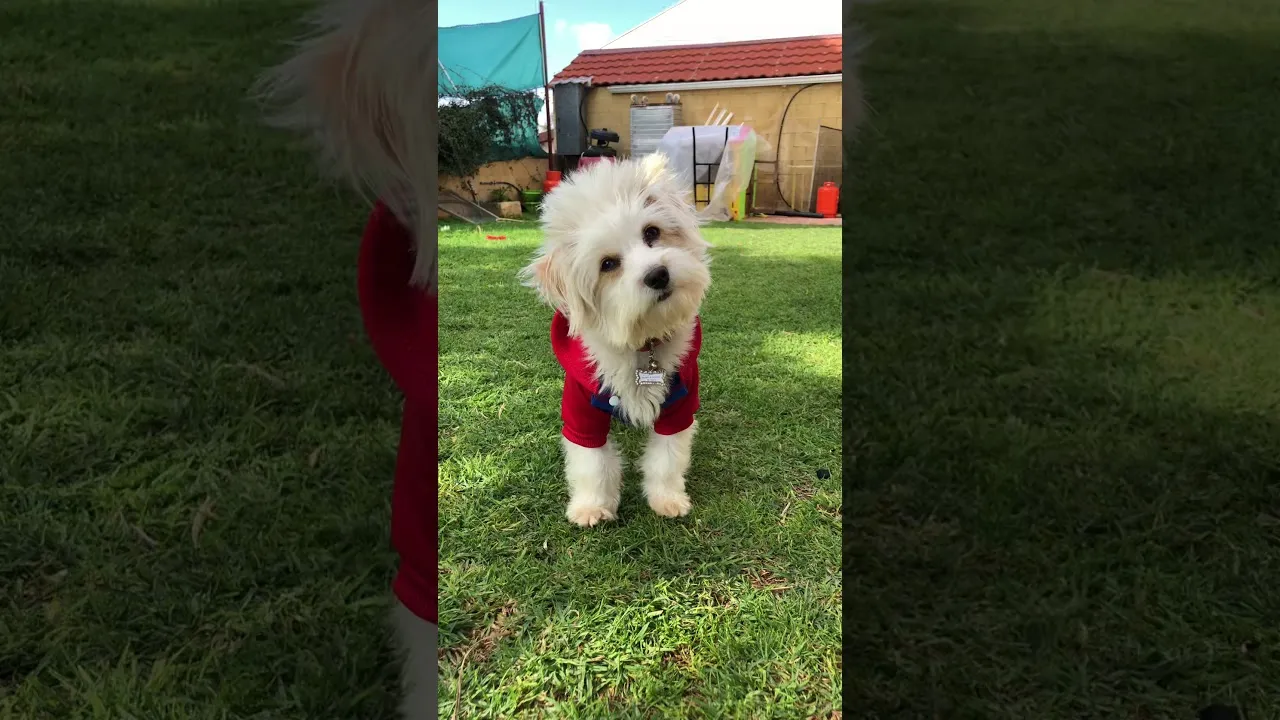 Puppy Hear Whistle For First Time!