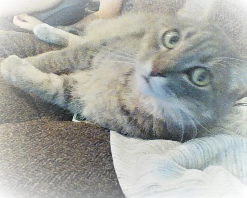 I Get A Lot Of Negative Posts On This Website, So I'm Showing Everyone My Cat Because He Shows Me Life Is Worth Living For