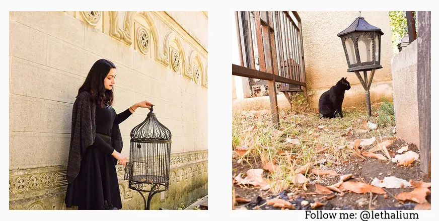 Want More Instagram Followers? All You Need Is ... Cats.