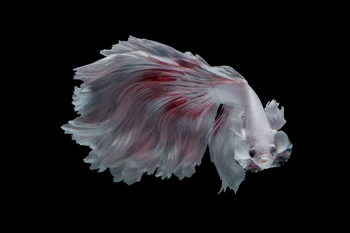 Hago fotos a peces Betta con todo tipo de patrones y colores (35 imágenes)