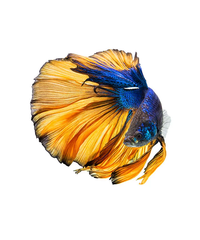 I Photographed Betta Fish In All Sorts Of Colors And Patterns (35 Pics)
