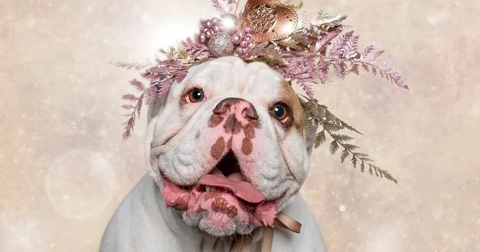 Captured The Expressions Of Animals In The Holiday Spirit (27 Pics)