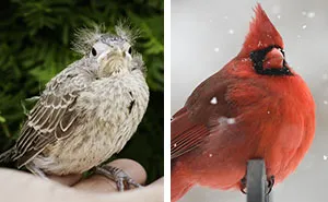 30 Birds When They’re Babies Versus All Grown Up