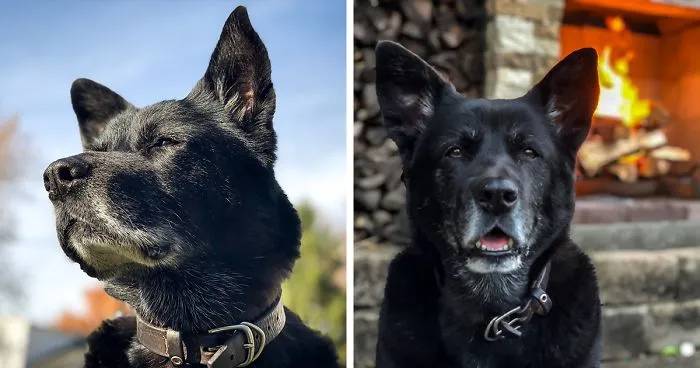Firefighter Shares A Tribute To His Dog That Passed Away And Every Pet Owner Can Relate