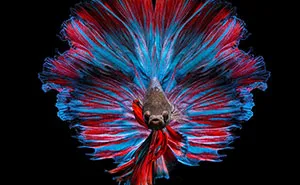 I Photographed Betta Fish In All Sorts Of Colors And Patterns (35 Pics)