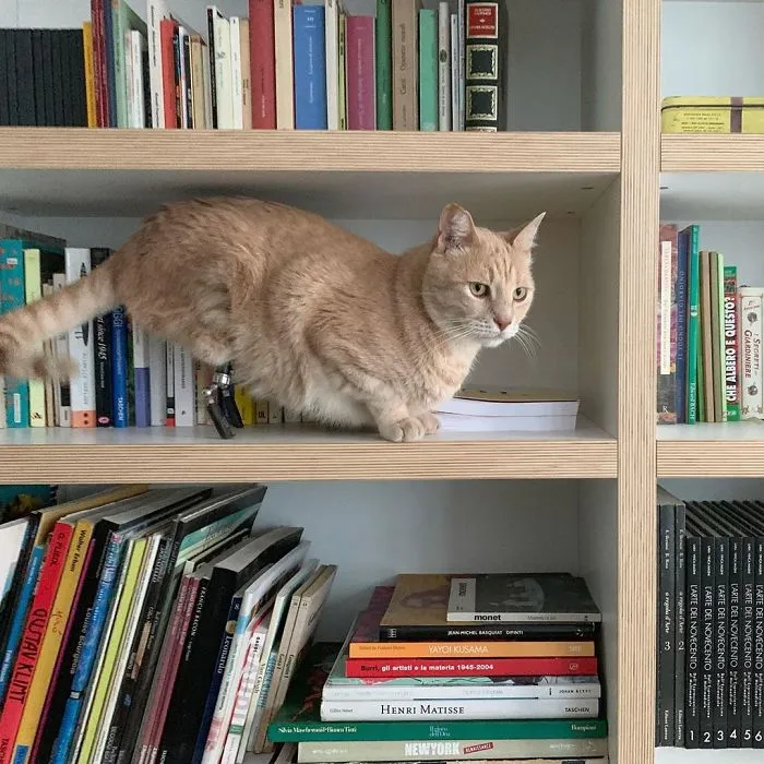 This Cat Got His Both Back Legs Amputated And Here's How His Life Looks Now (30 Pics)