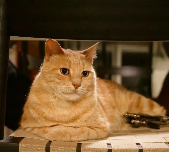 This Cat Got His Both Back Legs Amputated And Here's How His Life Looks Now (30 Pics)