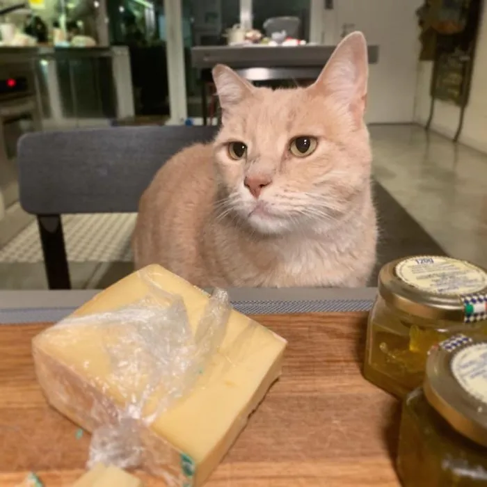 This Cat Got His Both Back Legs Amputated And Here's How His Life Looks Now (30 Pics)