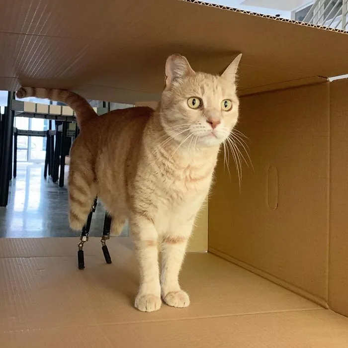 This Cat Got His Both Back Legs Amputated And Here's How His Life Looks Now (30 Pics)