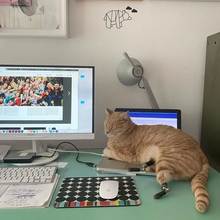 This Cat Got His Both Back Legs Amputated And Here's How His Life Looks Now (30 Pics)