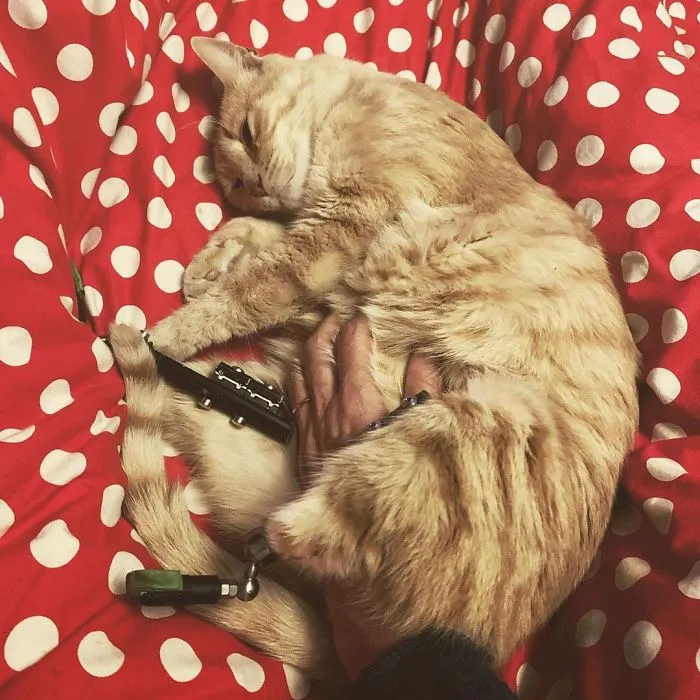 This Cat Got His Both Back Legs Amputated And Here's How His Life Looks Now (30 Pics)