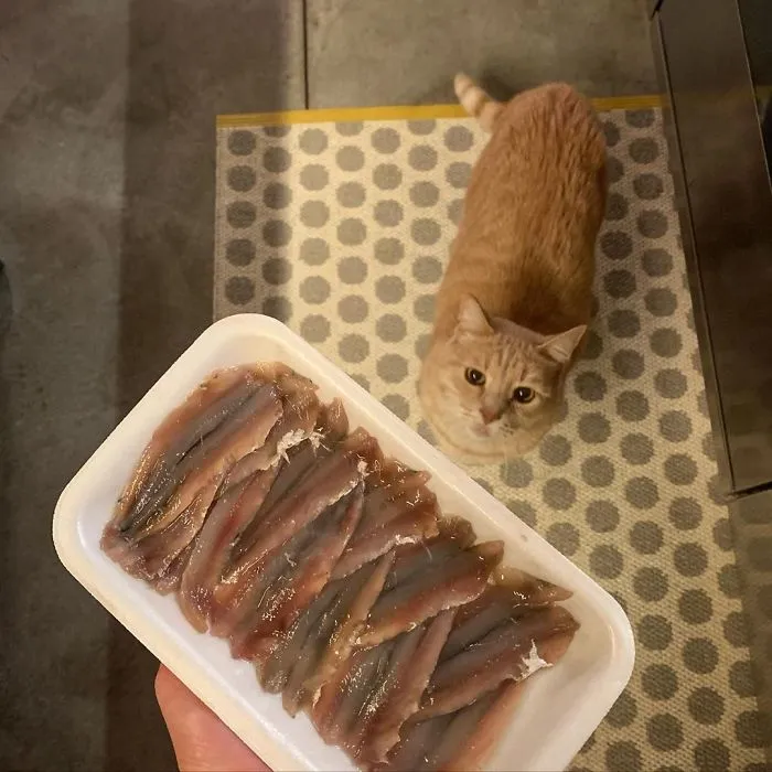 This Cat Got His Both Back Legs Amputated And Here's How His Life Looks Now (30 Pics)