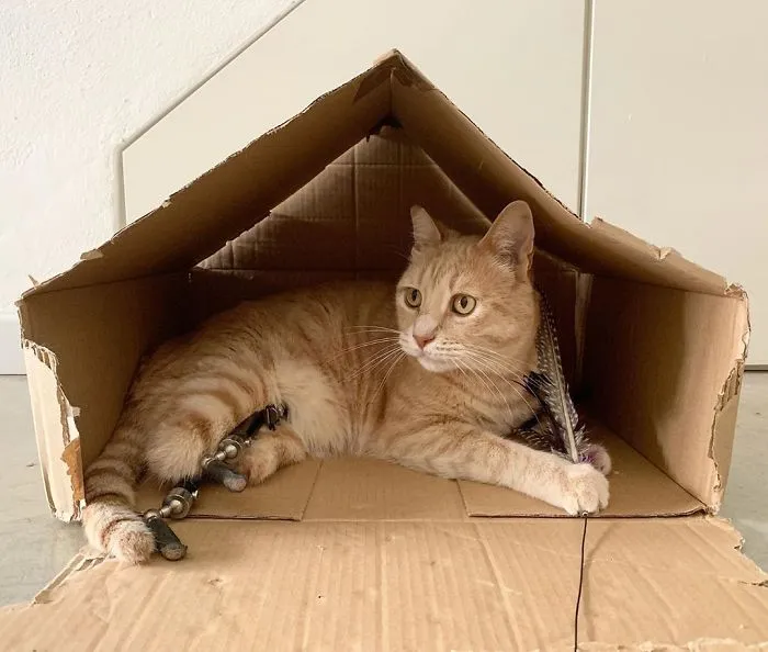 This Cat Got His Both Back Legs Amputated And Here's How His Life Looks Now (30 Pics)