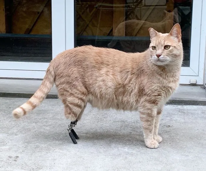 This Cat Got His Both Back Legs Amputated And Here's How His Life Looks Now (30 Pics)