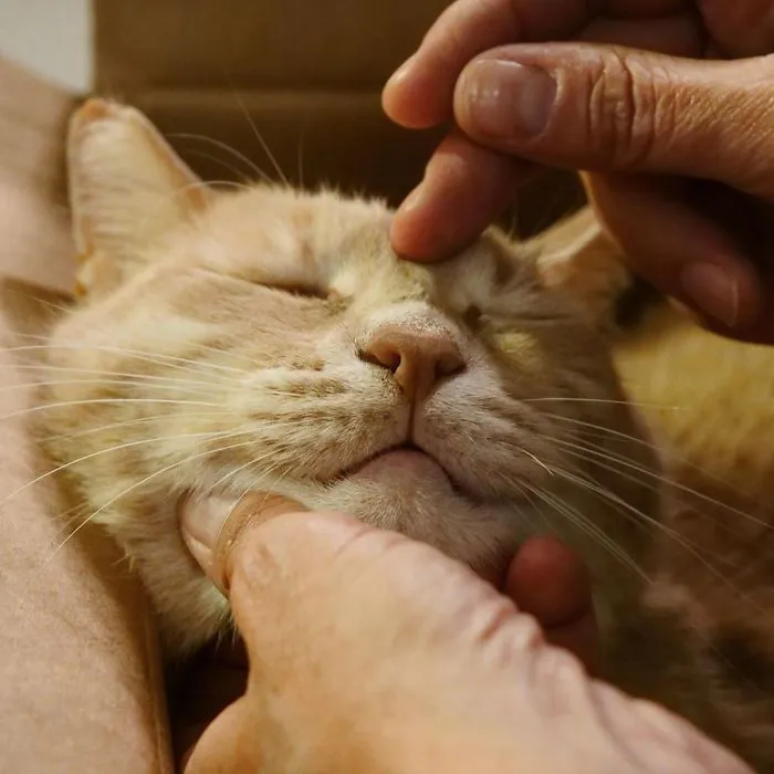 This Cat Got His Both Back Legs Amputated And Here's How His Life Looks Now (30 Pics)