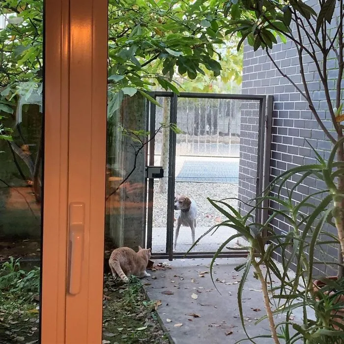 This Cat Got His Both Back Legs Amputated And Here's How His Life Looks Now (30 Pics)