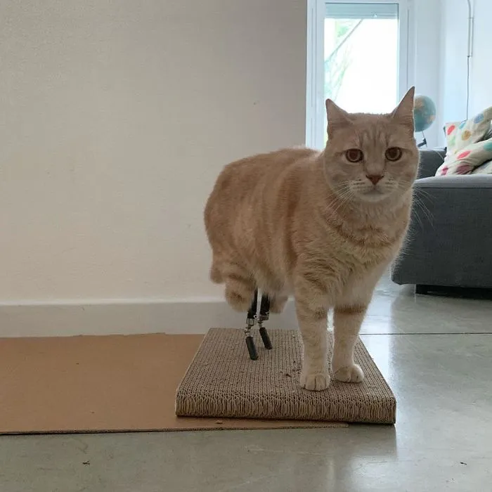 This Cat Got His Both Back Legs Amputated And Here's How His Life Looks Now (30 Pics)