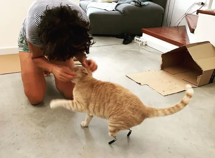 This Cat Got His Both Back Legs Amputated And Here's How His Life Looks Now (30 Pics)