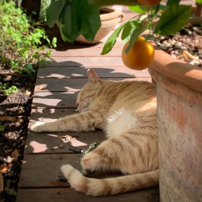 This Cat Got His Both Back Legs Amputated And Here's How His Life Looks Now (30 Pics)