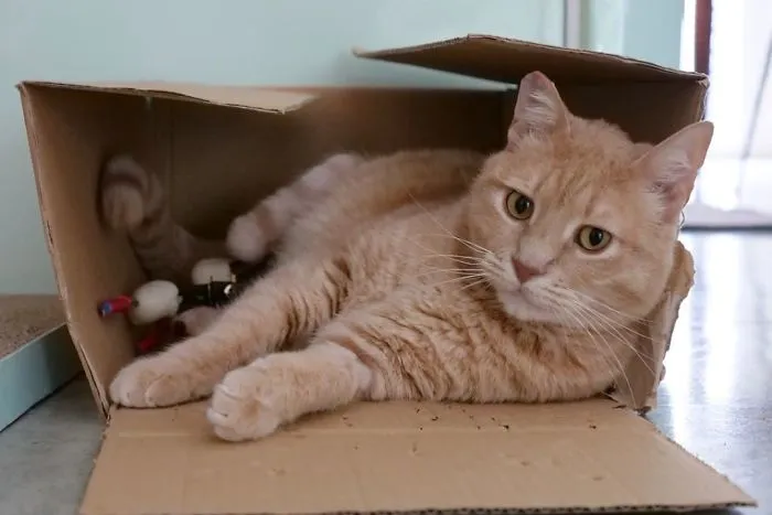 This Cat Got His Both Back Legs Amputated And Here's How His Life Looks Now (30 Pics)