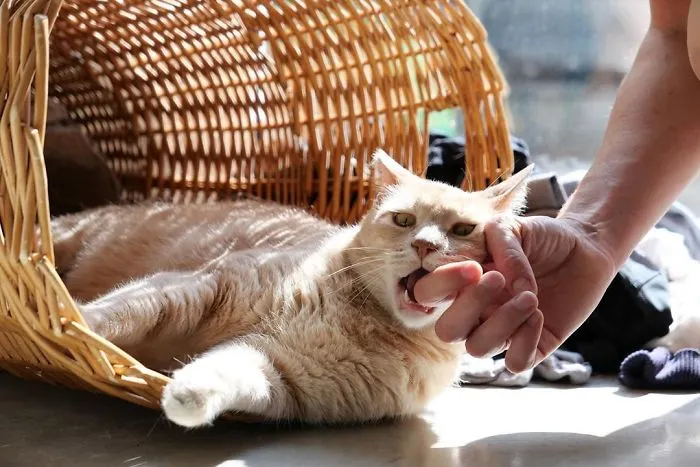 This Cat Got His Both Back Legs Amputated And Here's How His Life Looks Now (30 Pics)