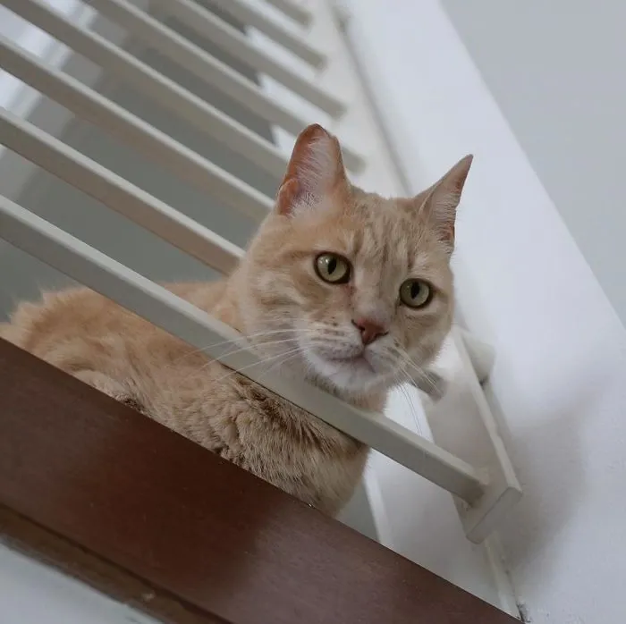 This Cat Got His Both Back Legs Amputated And Here's How His Life Looks Now (30 Pics)