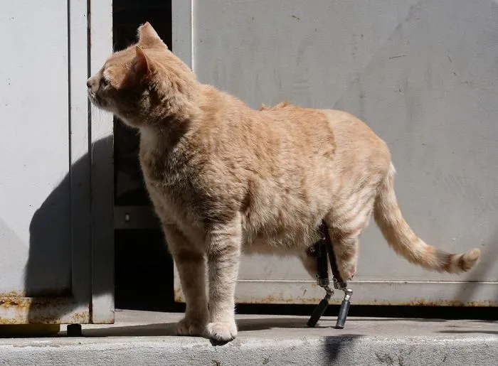 This Cat Got His Both Back Legs Amputated And Here's How His Life Looks Now (30 Pics)