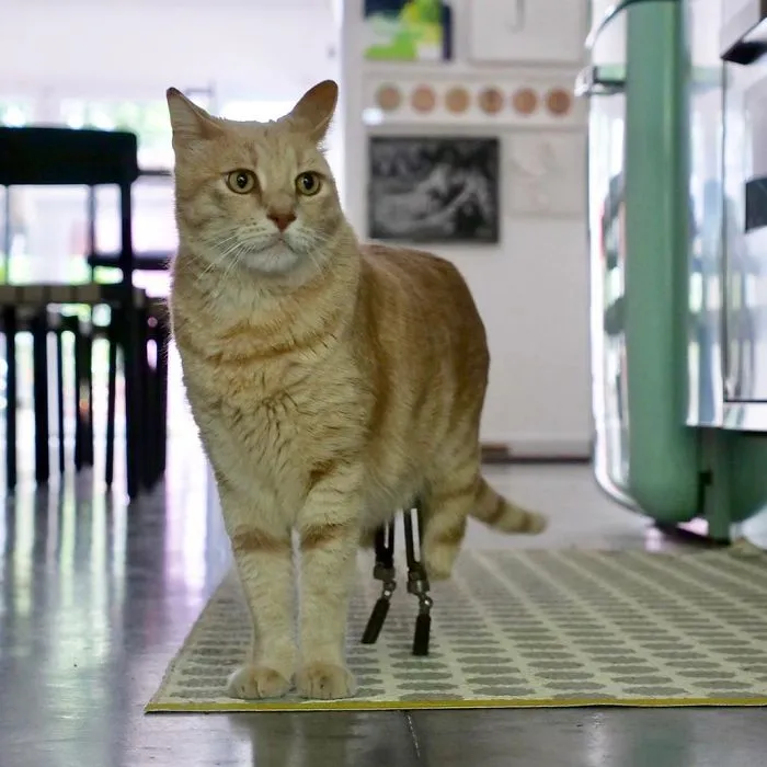 This Cat Got His Both Back Legs Amputated And Here's How His Life Looks Now (30 Pics)