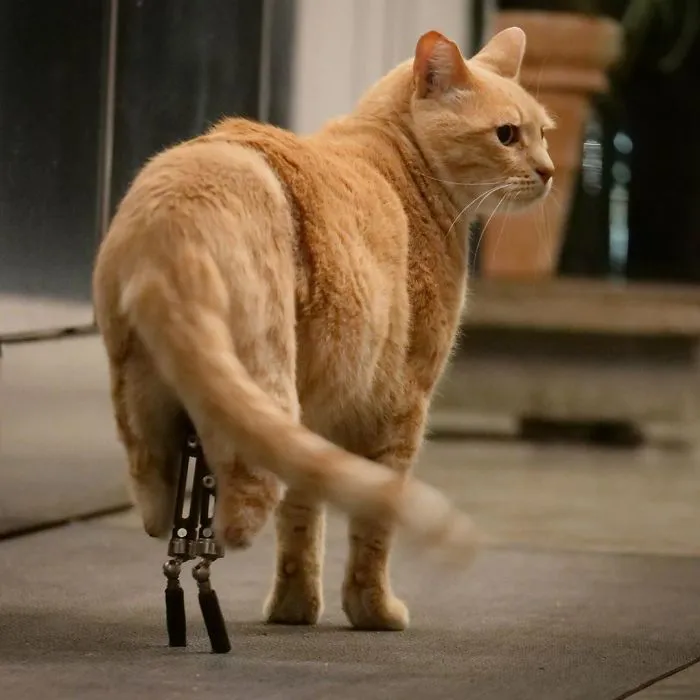 This Cat Got His Both Back Legs Amputated And Here's How His Life Looks Now (30 Pics)