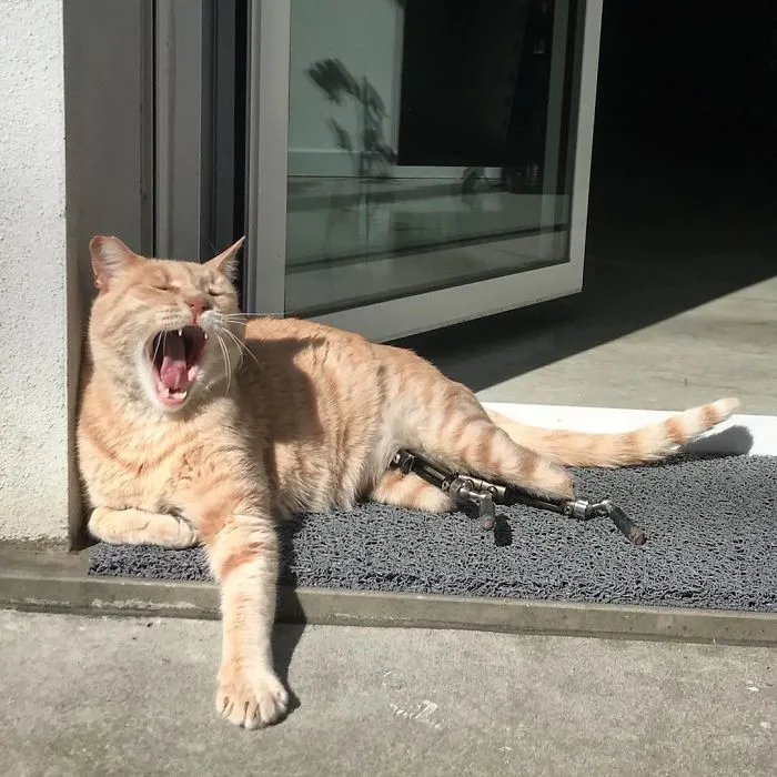 This Cat Got His Both Back Legs Amputated And Here's How His Life Looks Now (30 Pics)