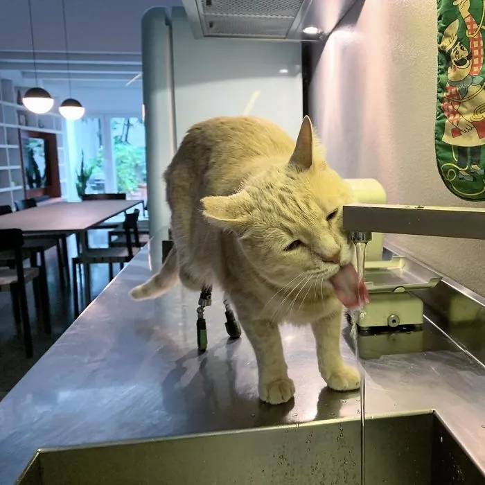 This Cat Got His Both Back Legs Amputated And Here's How His Life Looks Now (30 Pics)