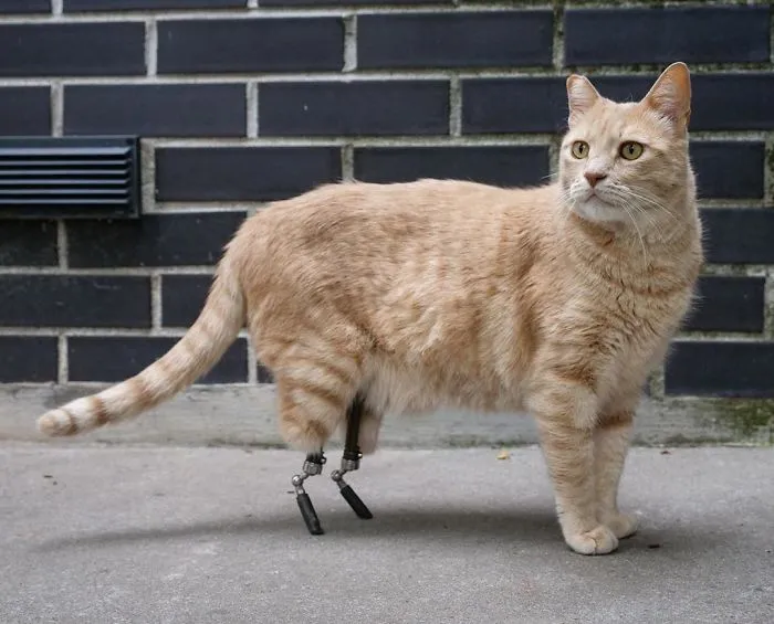 This Cat Got His Both Back Legs Amputated And Here's How His Life Looks Now (30 Pics)