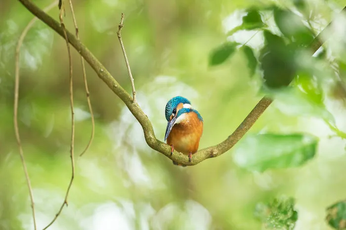 Kingfisher Pearched In One Of The Trees