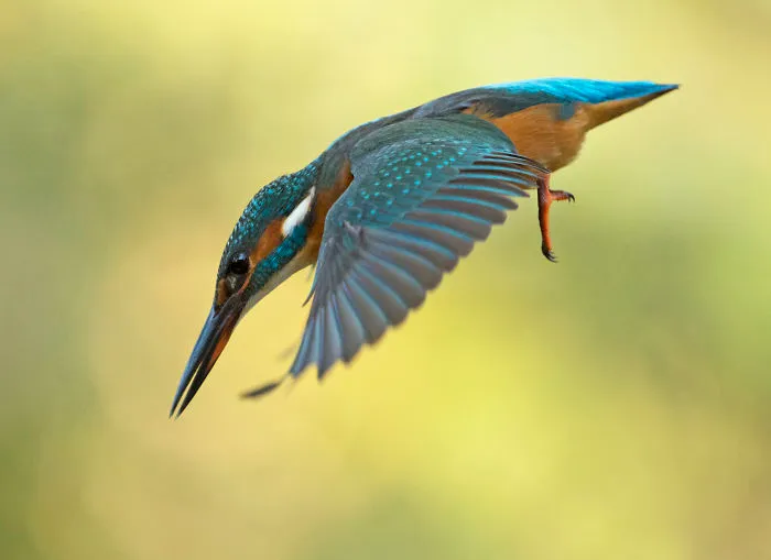 Diving For Fish