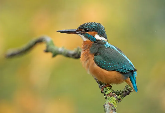 Shaking Up Its Feathers