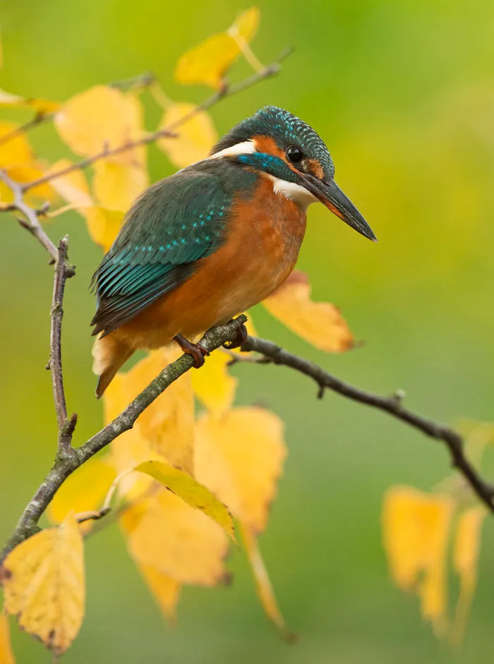 Autumn
