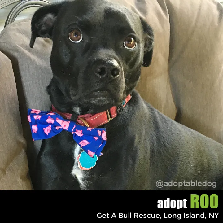 Roo Needs A Home!
