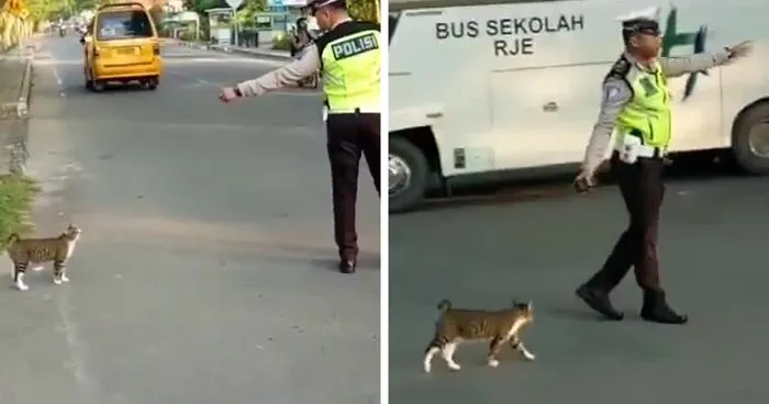 Indonesian Police Officer Goes Viral For Helping A Cat Cross The Road