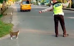 Indonesian Police Officer Goes Viral For Helping A Cat Cross The Road