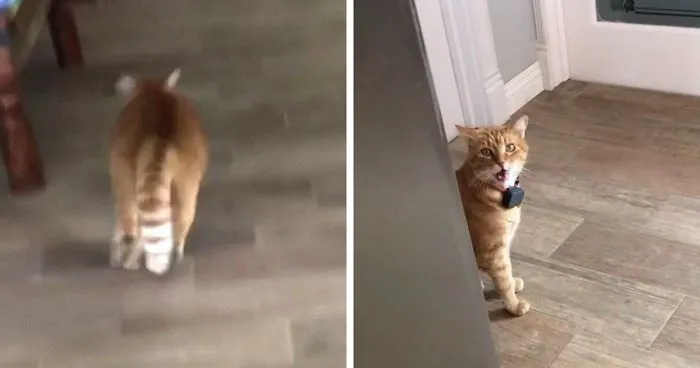 Este gato habla con acento sureño y la gente no para de verlo
