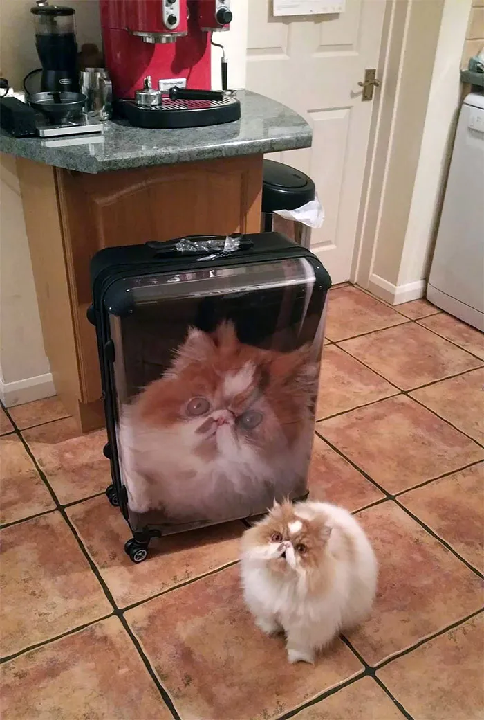 My Girlfriend's Brother Got A New Suitcase For Christmas