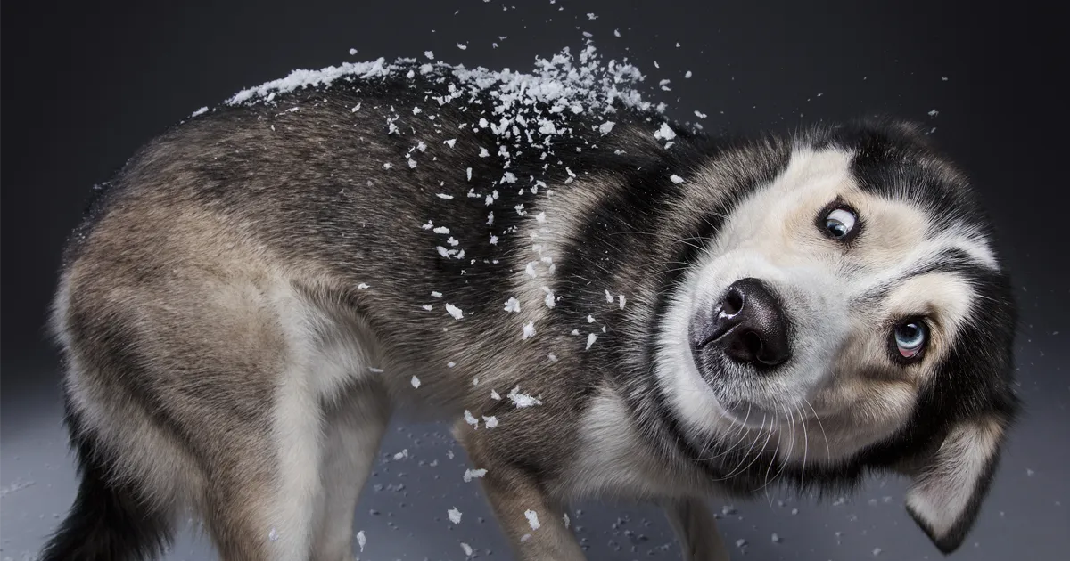 Éstas son mis 21 fotos festivas de perros navideños