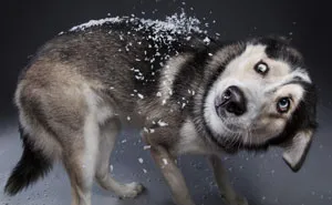 Here Are My 21 Festive Photos Of Holiday Canines