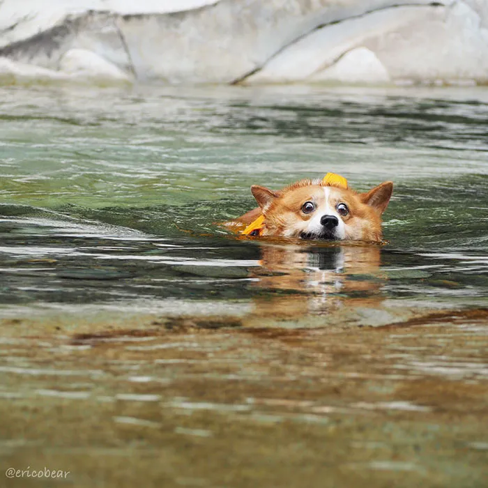 52 Best Photos Of An Adorable Corgi Who Has 50k Instagram Followers