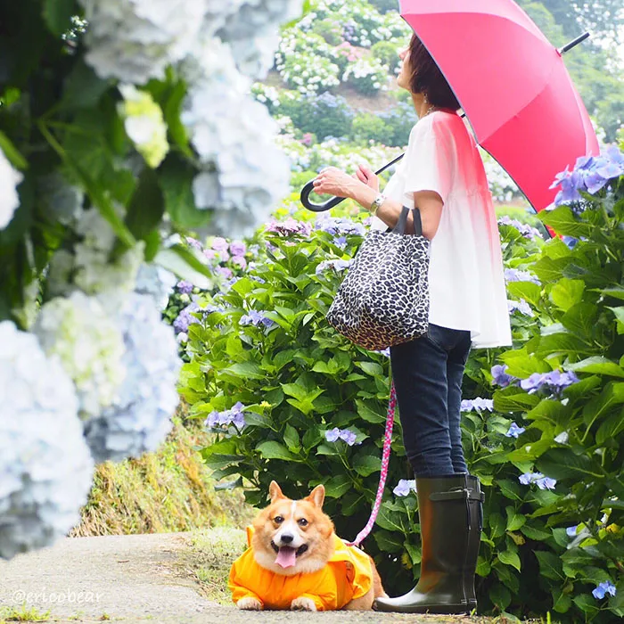 52 Best Photos Of An Adorable Corgi Who Has 50k Instagram Followers